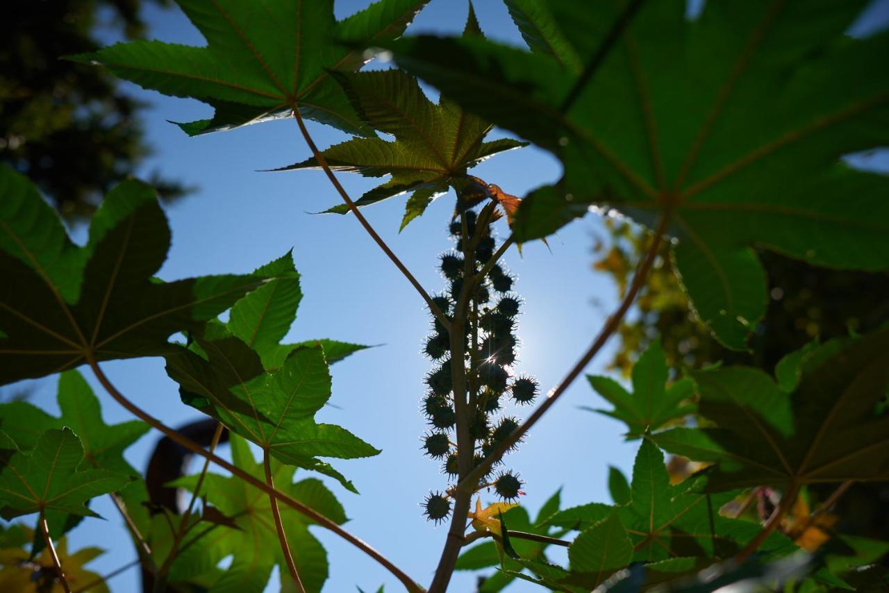 Jardin De Palme Leilighet La Palme Eksteriør bilde